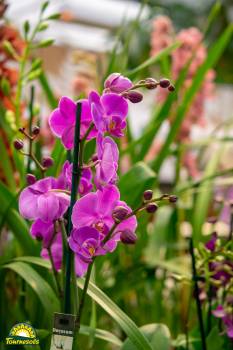 orchidée fushia